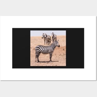 Serengeti Zebras #3 Posters and Art